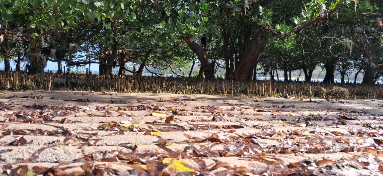 Mangrove planting — restoration on every tour
